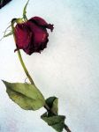 "Morte di una rosa"