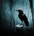 "Il canto del corvo"