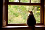 Il gatto  ritto e attende alla finestra