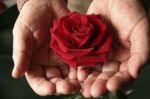 Con una rosa in mano