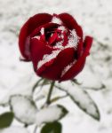 La rosa e la neve