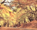 Canto d’autunno