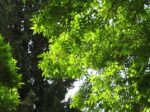 Fronde