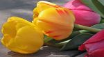 I fiori recisi