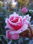 Rosa invernale
