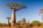 Missives du Baobab