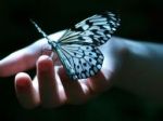 Vola delicata giovane farfalla