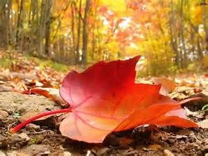 L'autunno dal rosso manto