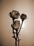 "Tre rose"