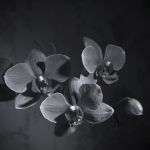 "Nera orchidea"