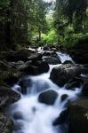 Il ramo nel torrente