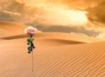 Fiore del deserto