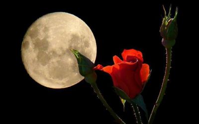 La rosa e la luna