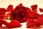 Profumano le rose