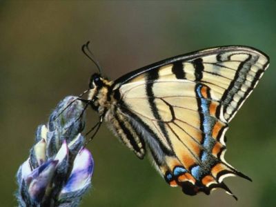 Aria di farfalla  