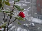 La neve e le rose