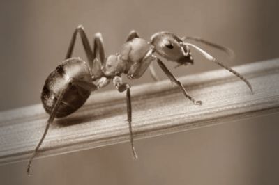 Le formiche del tempo