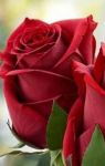 Fiore