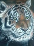 Tigre