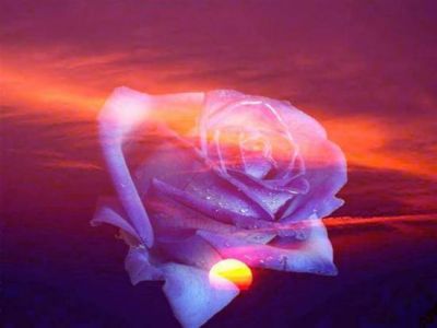 A Rose at sunset