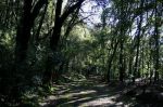 Tregua