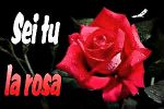 Sei tu la rosa