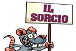 Il sorcio