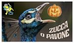 Zucca o pavone