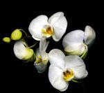 Orchidee di rapida e vana bellezza