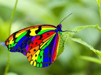 Una bellissima farfalla