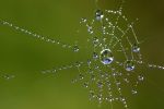Le geometrie del ragno