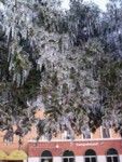 Lalbero di ghiaccio