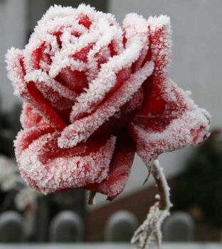 Rose nel ghiaccio