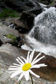 Il fiore nella roccia