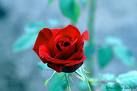 Una rosa per te