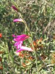 Gladioli