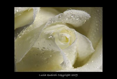 Splende una rosa bianca  
