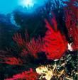 Riflessi di rossi coralli