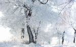 Sotto la neve, pane  