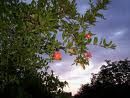 The pomegranate (Il melograno)