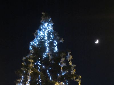 La Luna e l'albero  