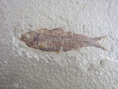 Davanti al pesce fossile