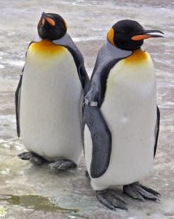 Pinguino  