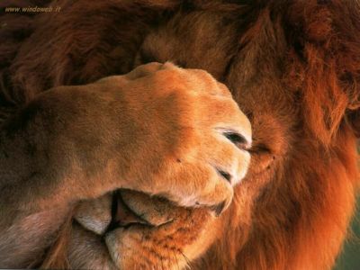Non crediate di catturare il leone, con una scatoletta (chiusa) di Simmenthal