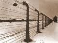 Sulle ali del dolore verso Auschwitz, Dachau, Mauthausen