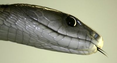 No, non risponder�