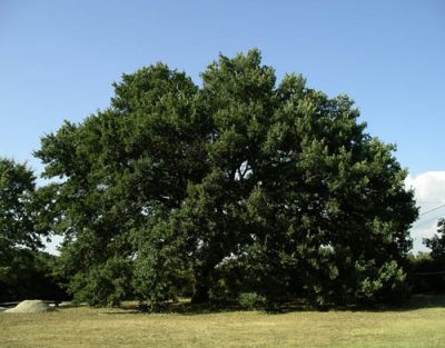 La quercia