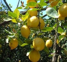 I limoni d'autunno  