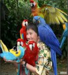 Il pappagallo cinese  