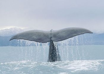 Canto d'amore della balena triste  